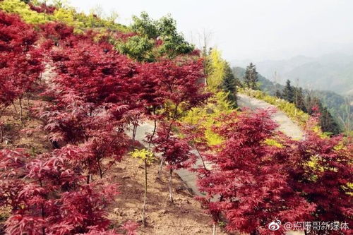 來巴南豐盛古鎮(zhèn)賞紅葉 到3000畝彩色森林覓童年