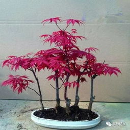 養(yǎng)盆花期超長的花,讓花香不絕