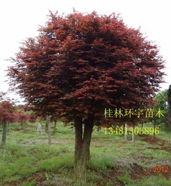 供應(yīng)改良嫁接紅楓3公分至20公分 圖 美國改良紅楓 日本紅楓指導(dǎo)價 供應(yīng)改良嫁接紅楓3公分至20公分 圖 美國改良紅楓 日本紅楓廠商 供應(yīng)改良嫁接紅楓3公分至20