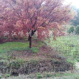 日本紅楓價格 地徑18公分14000元 紹興日本紅楓價格