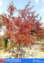 日照舜楓 吉林日本紅楓 日本紅楓哪里便宜