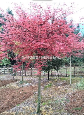 紅楓樹苗價格5-30CM紅楓 三季紅楓 日本紅楓 中國楓紅楓圖片