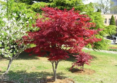 綠化樹苗 庭院植物 日本紅楓樹苗 紅楓小.