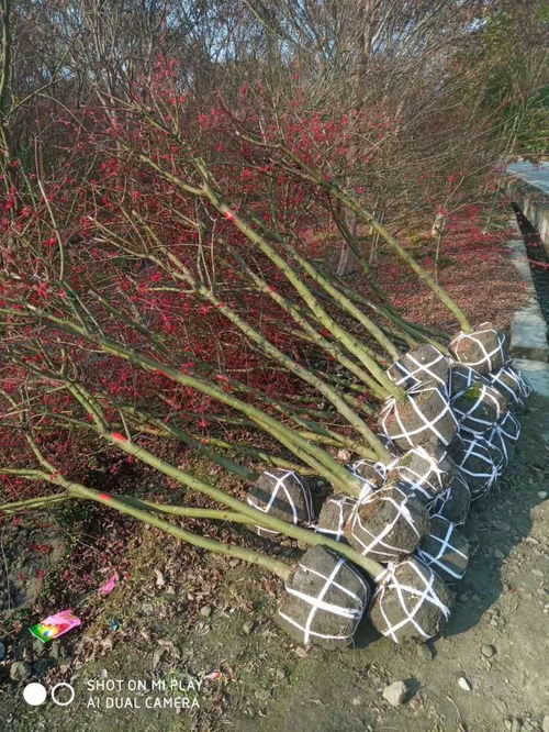 日本紅楓苗圃自產自銷 4 6公分紅楓苗圃批發價