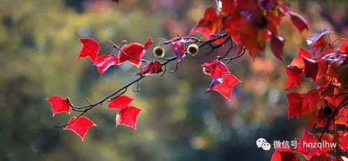 12月9日天平山紅楓盡染,太湖岸水天一色,賞景品蟹兩不誤188元 人 門票全含