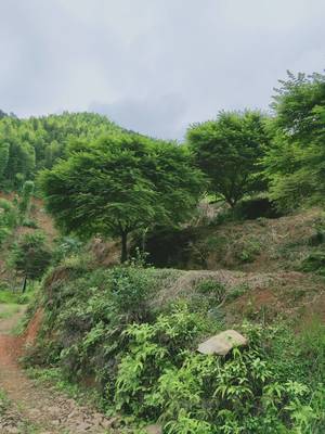 [日本紅楓批發]日本紅楓價格4000元/棵 1棵