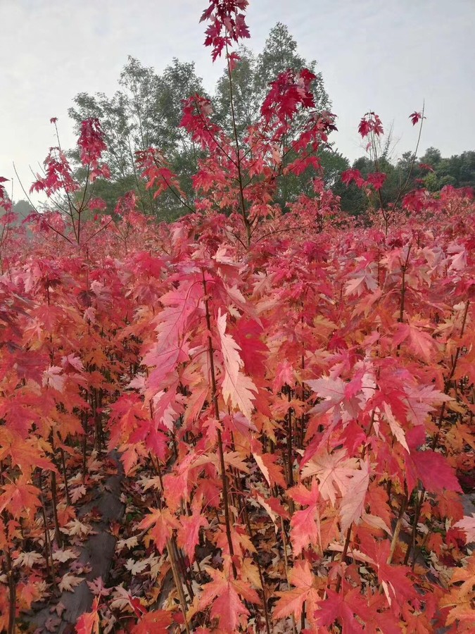 紅楓樹苗嫁接日本紅楓紅舞姬美國紅冠紅楓中國四季紅楓小苗盆.