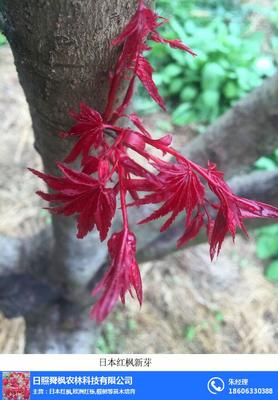 日本紅楓三季紅|舜楓農(nóng)林|日本紅楓三季紅大樹