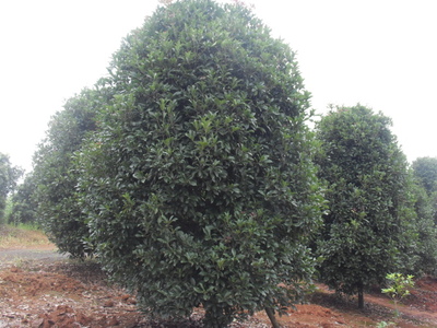 日本紅楓--產(chǎn)品詳情:13605856206