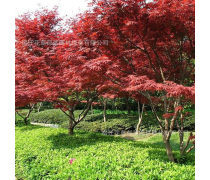 美國四季紅楓樹優(yōu)質(zhì)商家置頂推薦產(chǎn)品