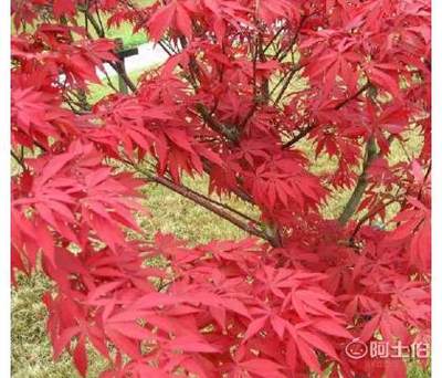 【日本紅楓苗批發(fā)園林綠化苗木紅楓嫁接苗紅楓小苗觀葉類移植】沭陽縣潼陽鎮(zhèn)花蘇橋花卉園藝場 - 產(chǎn)品庫