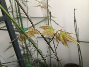 淘寶上買的日本紅楓放陽臺上發(fā)芽了,辨別下真?zhèn)?謝謝