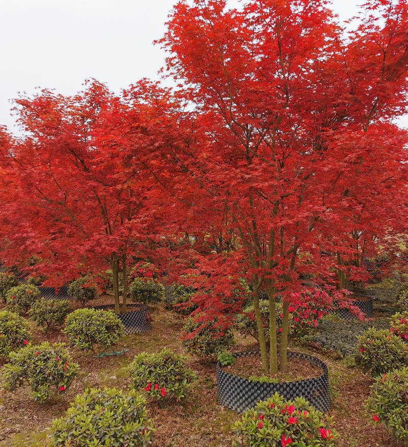 叢生日本紅楓哪里有賣(mài) 基地6公分日本紅楓樹(shù)價(jià)格