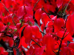 泰安火焰衛(wèi)矛上哪買(mǎi),火焰衛(wèi)矛哪里好