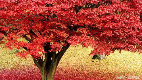 事能知足,心常樂(lè),人到無(wú)求,品自高