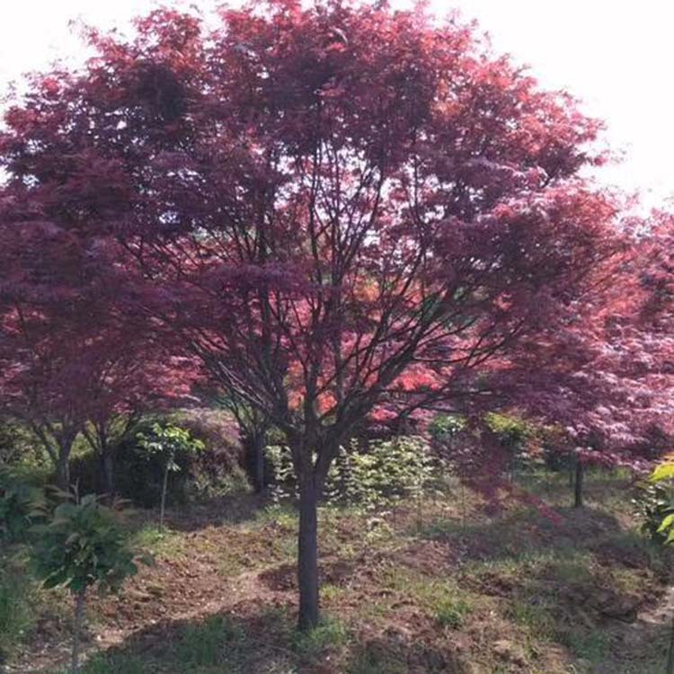紅楓植株行道樹風景樹 日本紅楓濕地綠化盆栽 露地園林植物紅楓樹