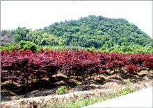 【紅雞爪槭供應|紅楓、日本紅楓,櫻花,桂花,茶花,羅漢松,廣玉蘭等產品,奉化市溪口天涯花木場商鋪