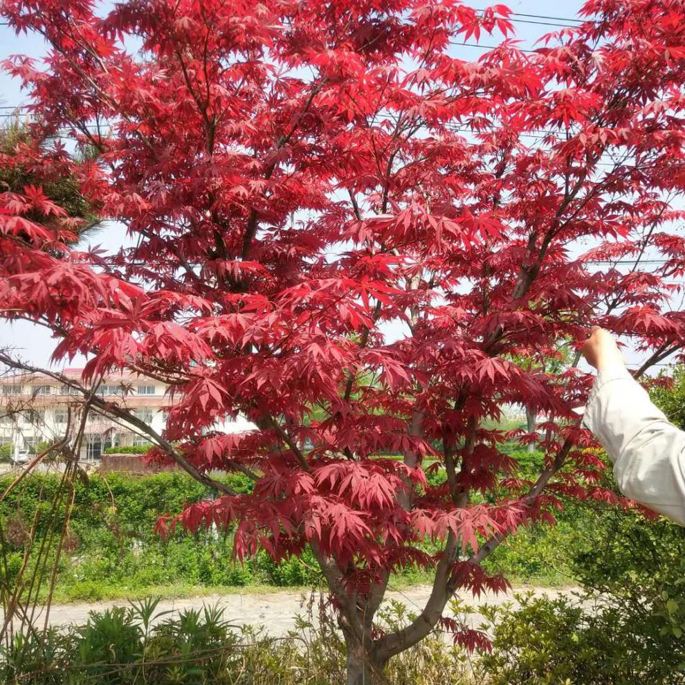 紅楓樹苗四季中國紅庭院美國日本紅舞姬盆景園林綠化植物.