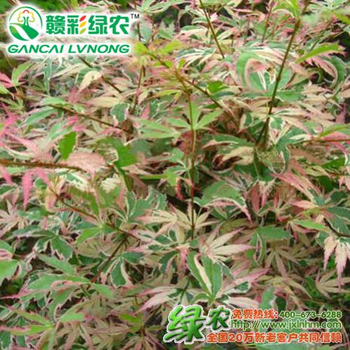 紅楓樹苗是什么樣