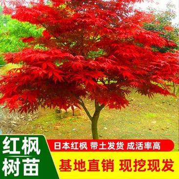 [紅楓批發]山東臨沂郯城縣楓樹 2.00元/棵紅楓 日本紅楓紅舞 _ 一畝田