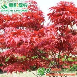 撫州市優質批發 優質供應 優質廠家 