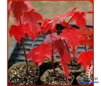 【批發正宗日本紅楓種子美國紅楓種子貨真價實放心購買】沭陽縣飄花香花卉園藝中心 - 產品庫
