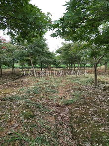 紅楓 紅楓價格 紅楓圖片 四明山紅楓 日本紅楓 美國紅楓 浙江花木城紅楓大賣場