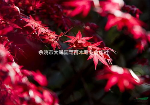 中日美紅楓爭奪戰(zhàn), 紅楓之鄉(xiāng) 為什么還堅守 中國