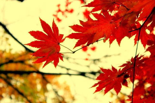 日本把楓葉做成天婦羅,加拿大做成楓糖,這些非遺還挺有趣