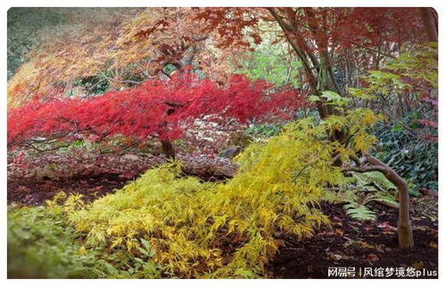 楓樹居然有20種,比櫻花種類還多 分門別類了解一下