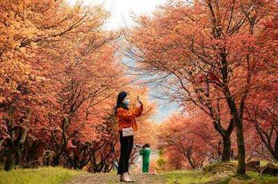 芳菲未盡楓葉紅 吳興廢棄工廠變身網(wǎng)紅景點