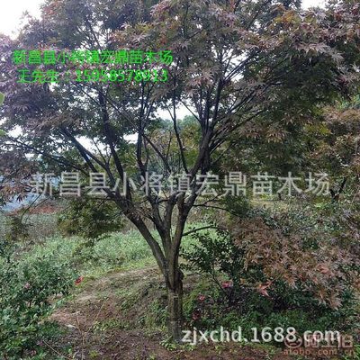 【日本紅楓小苗浙江日本紅楓苗木低價批發處理價格實惠】新昌縣小將鎮宏鼎苗木場 - 產品庫