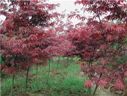 紅楓 紅楓價(jià)格 紅楓圖片 四明山紅楓 日本紅楓 美國(guó)紅楓 浙江花木城紅楓大賣場(chǎng)