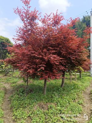 日本紅楓-紅舞姬 優質苗木的選購與市場分析