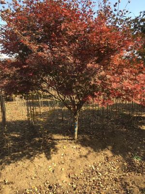 江蘇地區日本紅楓銷售信息 優質苗木1200元/株