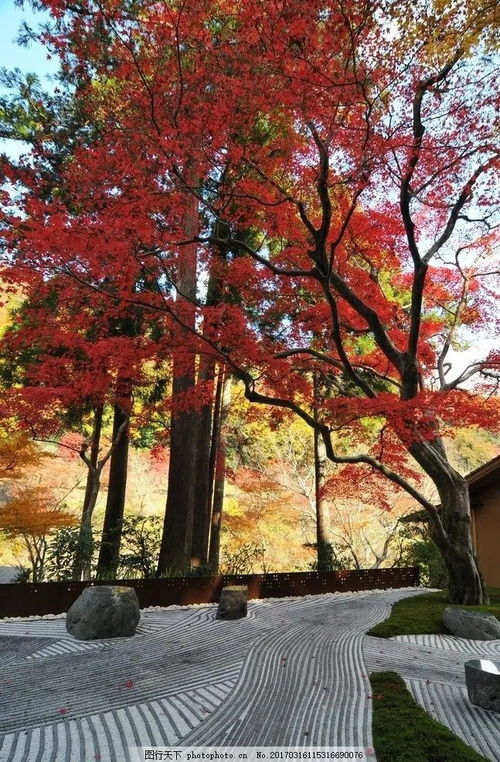 紅的熱烈，簡得禪意 日式庭院中的日本紅楓植物配置藝術