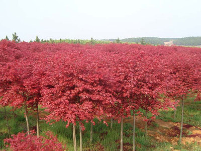 日本紅楓 四季變幻的園林瑰寶