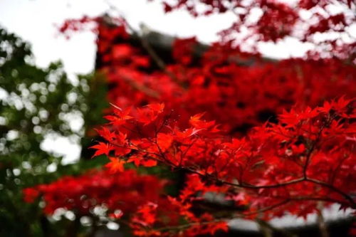 薛蠻子買下日本一條街，日本紅楓投資熱潮你跟上節奏了嗎？