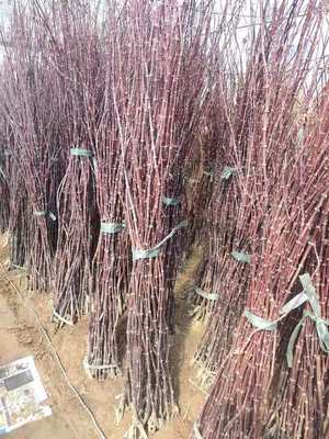 紅楓小苗產地直發 美國、日本與中國品種比較