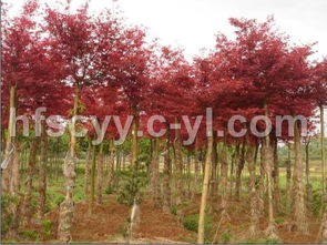 紅楓之美 中國紅楓與日本紅楓對比淺析