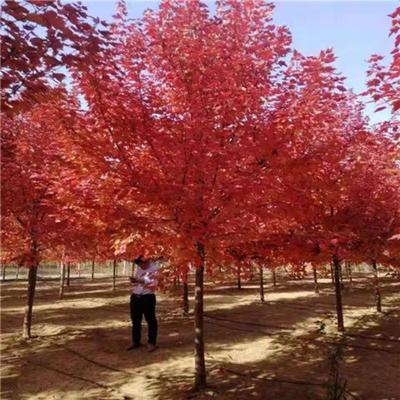 紅楓家族嫁接術(shù) 從中國(guó)紅楓到日本紅楓的園藝融合