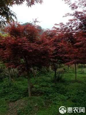 日本紅楓市場(chǎng)概覽 品質(zhì)、價(jià)格與批發(fā)策略