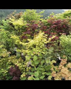 日本紅楓“出猩猩” 春來猩紅似火，秋日橙黃如霞——最新市場行情與種植指南